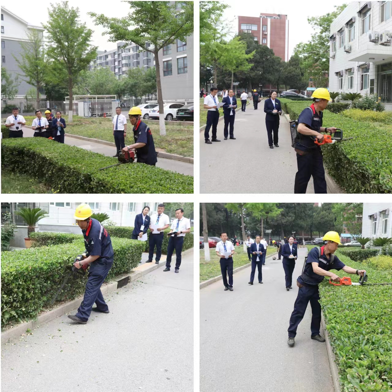 绿化比赛 绿化比赛