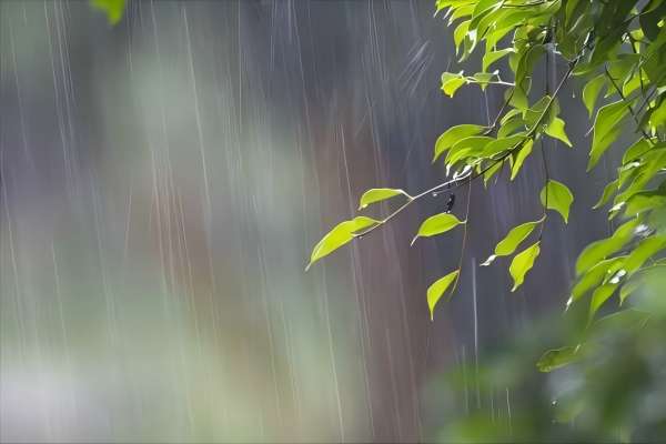 春雨