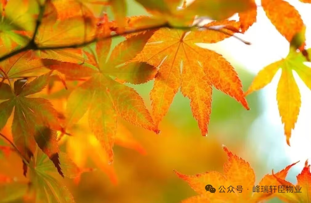 微信图片_20251029160204